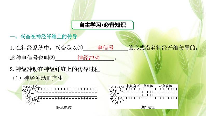 新人教版高中生物选择性必修第一册第2章神经调节第3节神经冲动的产生和传导课件03