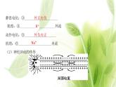 新人教版高中生物选择性必修第一册第2章神经调节第3节神经冲动的产生和传导课件