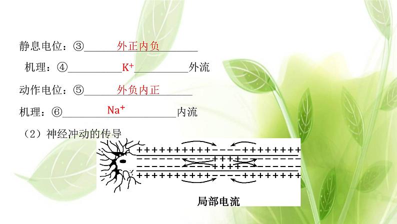 新人教版高中生物选择性必修第一册第2章神经调节第3节神经冲动的产生和传导课件04