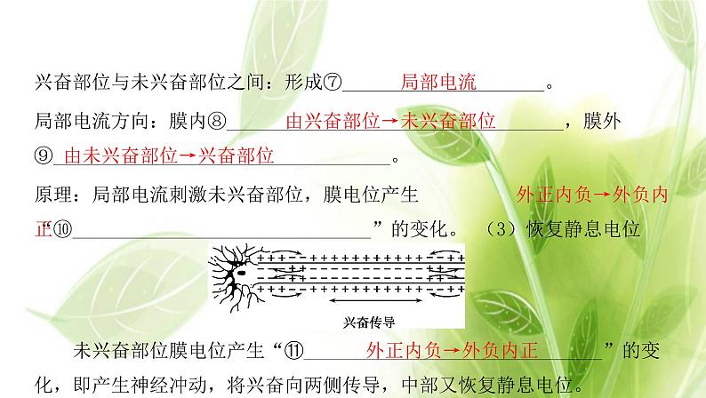 新人教版高中生物选择性必修第一册第2章神经调节第3节神经冲动的产生和传导课件05