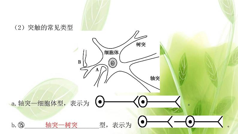 新人教版高中生物选择性必修第一册第2章神经调节第3节神经冲动的产生和传导课件08