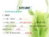 新人教版高中生物选择性必修第一册第2章神经调节第4节神经系统的分级调节课件