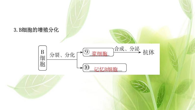 新人教版高中生物选择性必修第一册第4章免疫调节第2节特异性免疫课件05