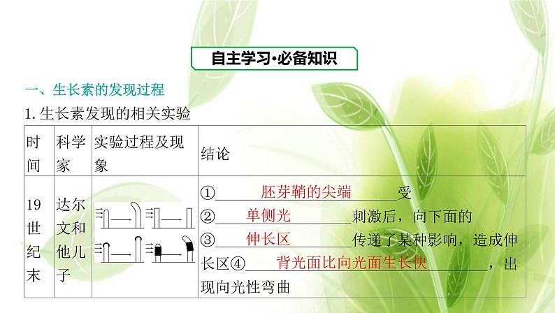 新人教版高中生物选择性必修第一册第5章植物生命活动的调节第1节植物生长素课件03