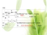 新人教版高中生物选择性必修第一册第5章植物生命活动的调节第1节植物生长素课件