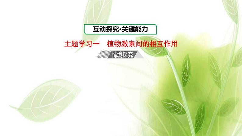 新人教版高中生物选择性必修第一册第5章植物生命活动的调节第2节其他植物激素课件第8页