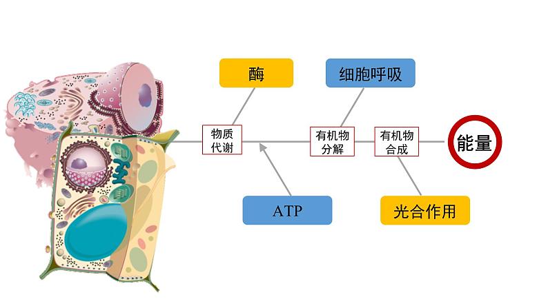 5.1.1降低化学反应活化能的酶课件2021-2022学年高一上学期生物人教版必修102