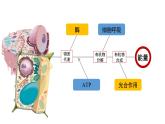 5.1.1降低化学反应活化能的酶课件2021-2022学年高一上学期生物人教版必修1