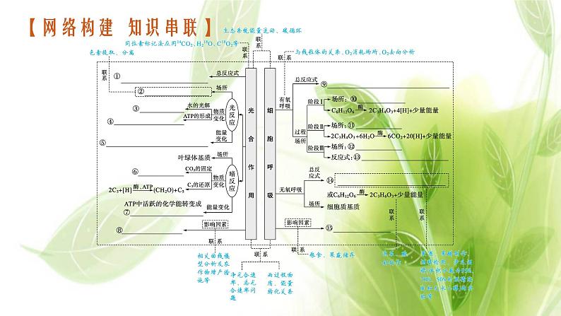 高考生物二轮复习专题二第2讲光合作用与细胞呼吸课件第3页