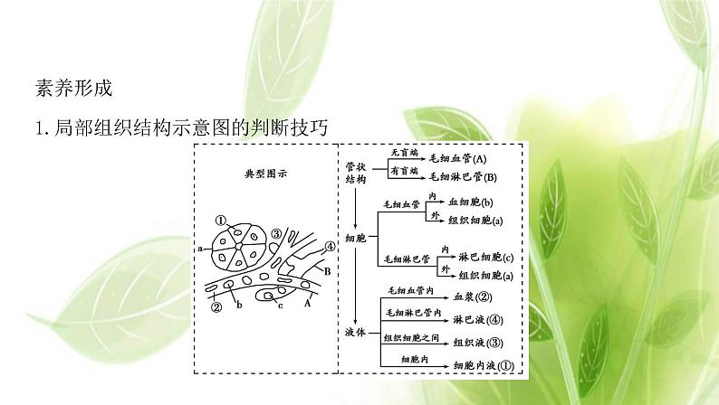 新人教版高中生物选择性必修第一册第1章人体的内环境与稳态章末总结课件第8页