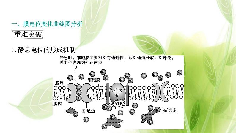 新人教版高中生物选择性必修第一册第2章神经调节微专题1膜电位变化曲线图分析与神经调节相关的实验探究课件第2页