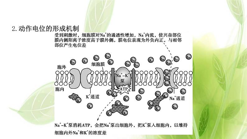 新人教版高中生物选择性必修第一册第2章神经调节微专题1膜电位变化曲线图分析与神经调节相关的实验探究课件第3页