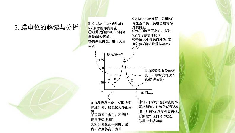 新人教版高中生物选择性必修第一册第2章神经调节微专题1膜电位变化曲线图分析与神经调节相关的实验探究课件第4页