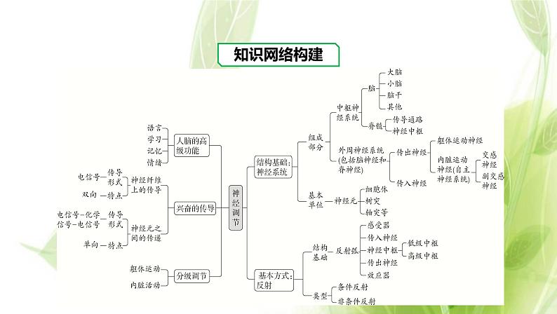 新人教版高中生物选择性必修第一册第2章神经调节章末总结课件02