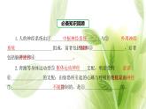 新人教版高中生物选择性必修第一册第2章神经调节章末总结课件