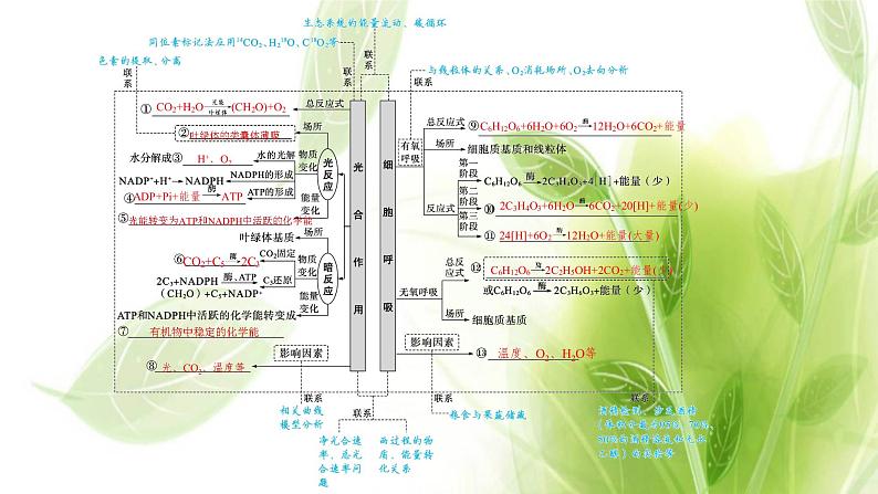 新教材高考生物二轮复习专题二第2讲光合作用与细胞呼吸课件第4页