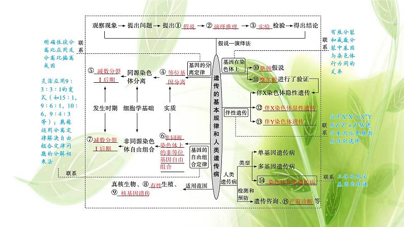 新教材高考生物二轮复习专题四遗传规律与伴性遗传含人类遗传病课件04