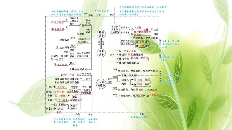新教材高考生物二轮复习专题七第1讲动物和人体生命活动的调节课件第4页