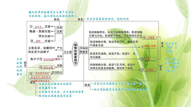 新教材高考生物二轮复习专题七第2讲植物激素调节课件第4页