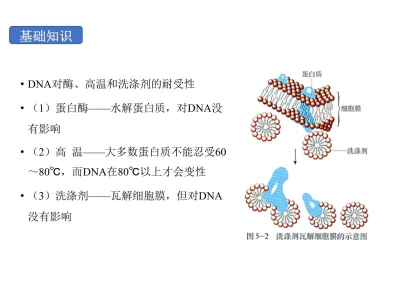 2021学年第1节 重组DNA技术的基本工具课堂教学课件ppt-教习网|课件下载