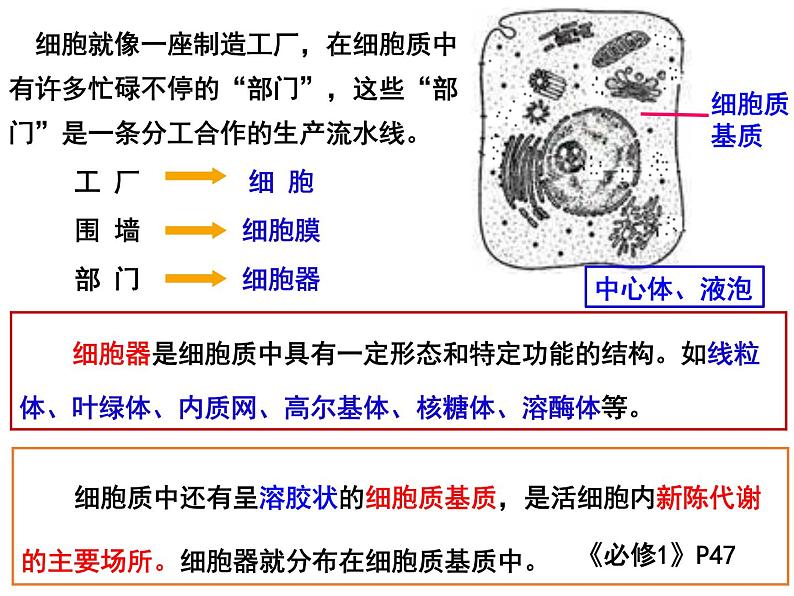 3.2细胞器之间的分工合作课件2021-2022学年高一上学期生物人教版必修1第2页