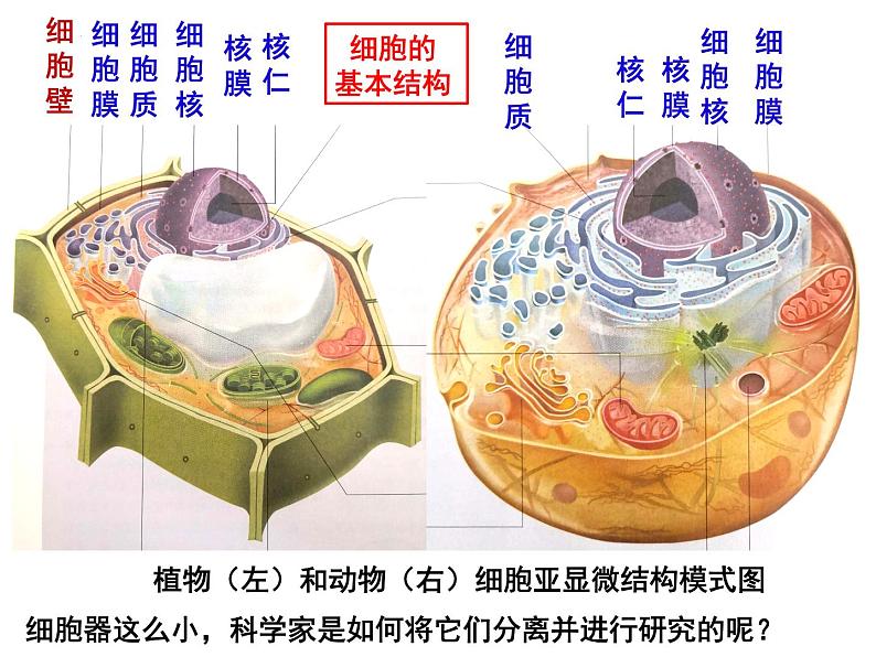 3.2细胞器之间的分工合作课件2021-2022学年高一上学期生物人教版必修1第4页