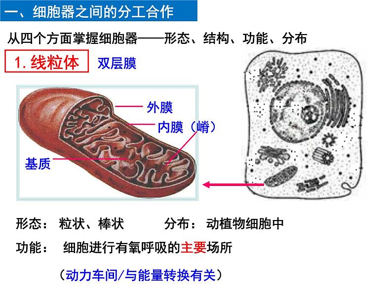 3.2细胞器之间的分工合作课件2021-2022学年高一上学期生物人教版必修1第6页