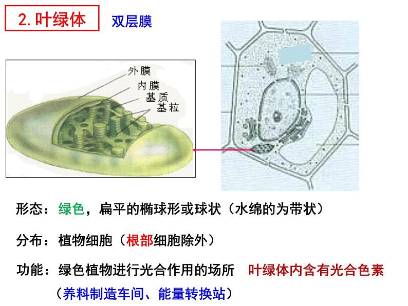 3.2细胞器之间的分工合作课件2021-2022学年高一上学期生物人教版必修1第7页