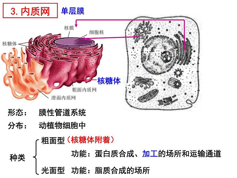 3.2细胞器之间的分工合作课件2021-2022学年高一上学期生物人教版必修1第8页