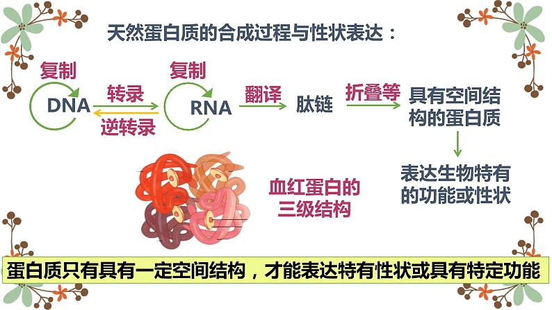 3.4蛋白质工程的原理和应用课件2021-2022学年高二下学期生物人教版选择性必修3第5页