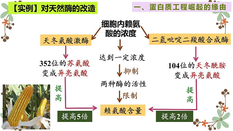 3.4蛋白质工程的原理和应用课件2021-2022学年高二下学期生物人教版选择性必修3第6页