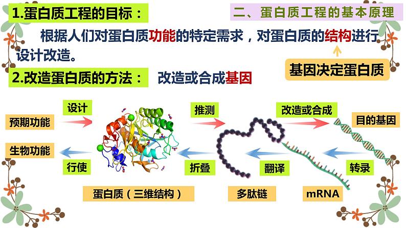 3.4蛋白质工程的原理和应用课件2021-2022学年高二下学期生物人教版选择性必修3第7页