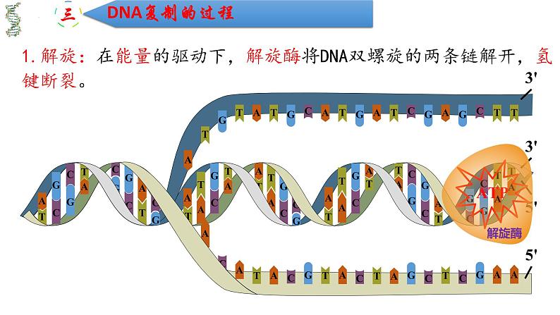 3.3DNA的复制 课件2021-2022学年高一下学期生物人教版必修2第5页