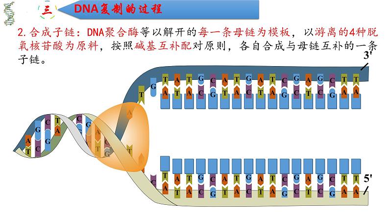 3.3DNA的复制 课件2021-2022学年高一下学期生物人教版必修2第6页