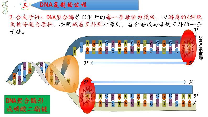 3.3DNA的复制 课件2021-2022学年高一下学期生物人教版必修2第7页