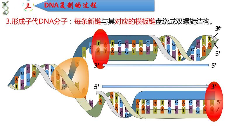 3.3DNA的复制 课件2021-2022学年高一下学期生物人教版必修2第8页