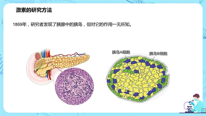 第一节《激素与内分泌系统》课件+教案08