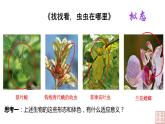 2021-2022学年高一下学期生物人教版必修二 6.2 自然选择与适应的形成课件（31张PPT）