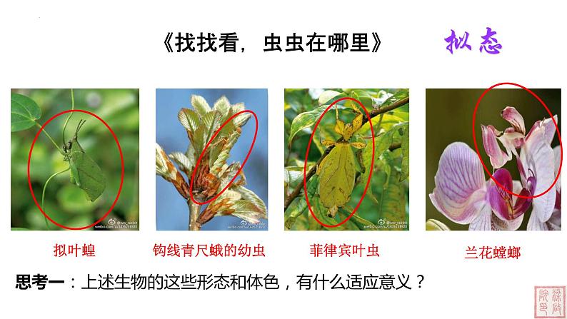 2021-2022学年高一下学期生物人教版必修二 6.2 自然选择与适应的形成课件（31张PPT）第3页