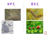 2021-2022学年高一下学期生物人教版必修二 6.2 自然选择与适应的形成课件（31张PPT）