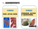 2021-2022学年高一下学期生物人教版必修二 6.2 自然选择与适应的形成课件（31张PPT）
