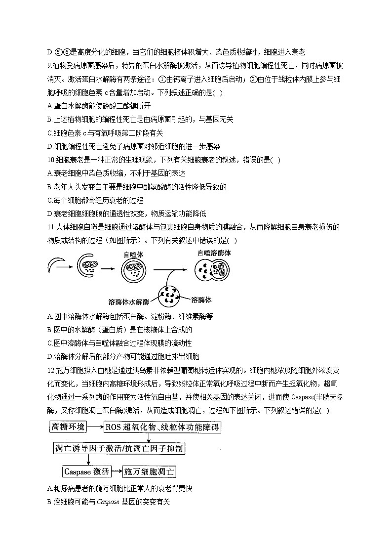 （3）细胞的生命历程——2021-2022学年人教版（2019）生物高二下学期期末专项复习第3页