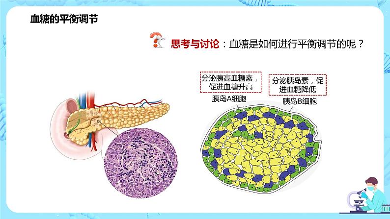 第二节《激素调节的过程》课件+教案05