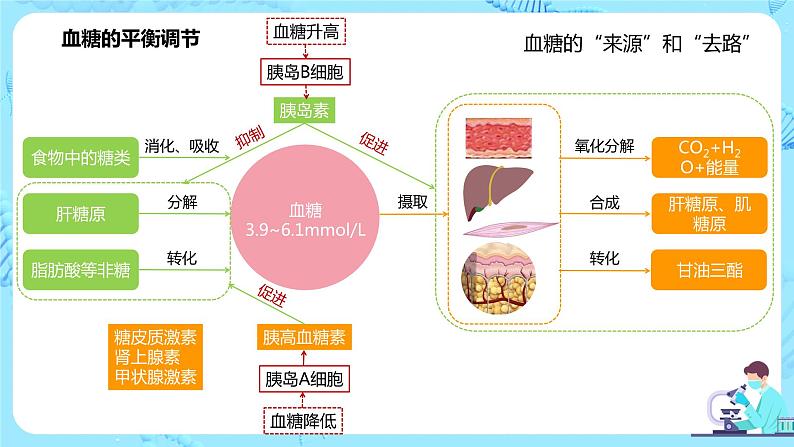 第二节《激素调节的过程》课件+教案06