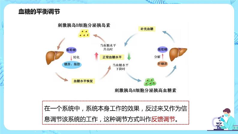 第二节《激素调节的过程》课件+教案07