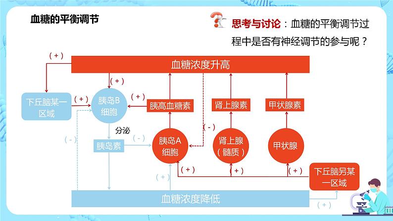 第二节《激素调节的过程》课件+教案08