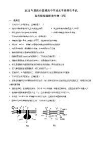 2022届重庆市高三四模生物试题（原卷版）