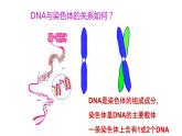 3.4基因通常是有遗传效应的DNA片段课件2021-2022学年高一下学期生物人教版必修2