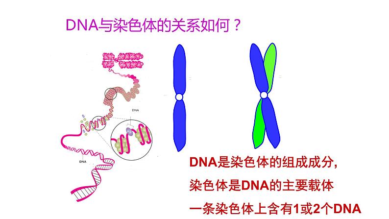 3.4基因通常是有遗传效应的DNA片段课件2021-2022学年高一下学期生物人教版必修2第3页