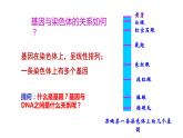 3.4基因通常是有遗传效应的DNA片段课件2021-2022学年高一下学期生物人教版必修2